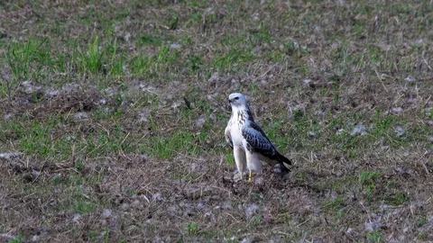 Bright buzzard (buteo buteo)  in the field - wildlife - UHD 4K Stock Footage 82400912