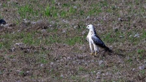 Bright buzzard (buteo buteo)  in the field - wildlife - UHD 4K Stock Footage 82400916