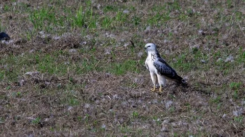 Bright buzzard (buteo buteo)  in the field - wildlife - UHD 4K Stock Footage 82400921