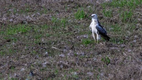 Bright buzzard (buteo buteo)  in the field - wildlife - UHD 4K Stock Footage 82400974
