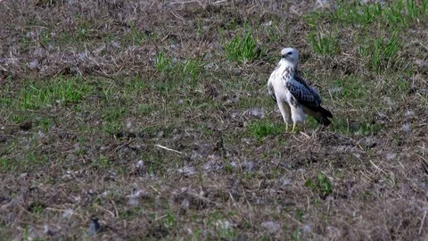 Bright buzzard (buteo buteo)  in the field - wildlife - UHD 4K Stock Footage 82400979