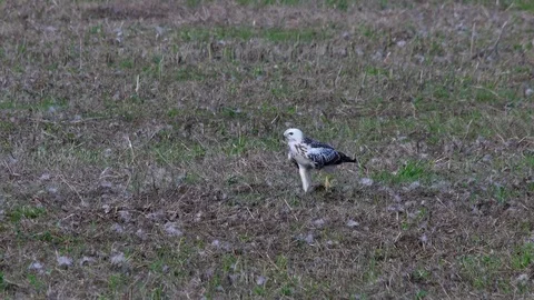 Bright buzzard (buteo buteo)  in the field - wildlife - UHD 4K Stock Footage 82401005