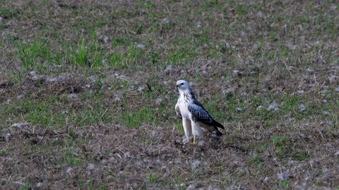 Bright buzzard (buteo buteo)  in the field - wildlife - UHD 4K Stock Footage 82401044