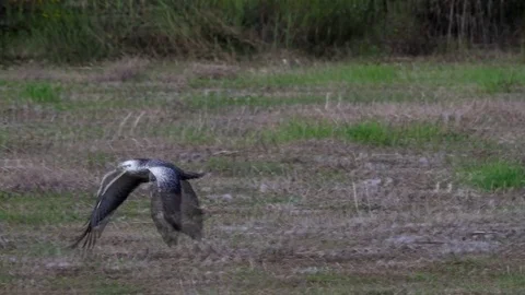 Bright buzzard (buteo buteo)  flying in the field - wildlife - UHD 4K Stock Footage 82401042