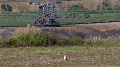 Bright buzzard (buteo buteo)  in front of big excavator  - wildlife - UHD 4K Stock Footage 82400902