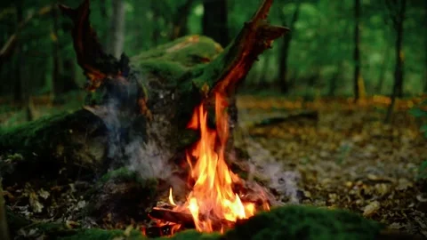 Bright campfire burning in deep forest mossy log background outdoor adventure Stock Footage 341878799