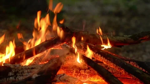 Bright Campfire Burning with Flames in Forest Wilderness Stock Footage 342012038