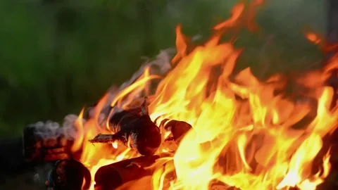 Bright Campfire Burning in Forest Clearing Video stock 342120472