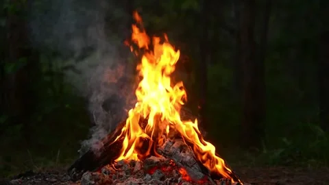 Bright Campfire Burning in Forest Clearing Video stock 342120492