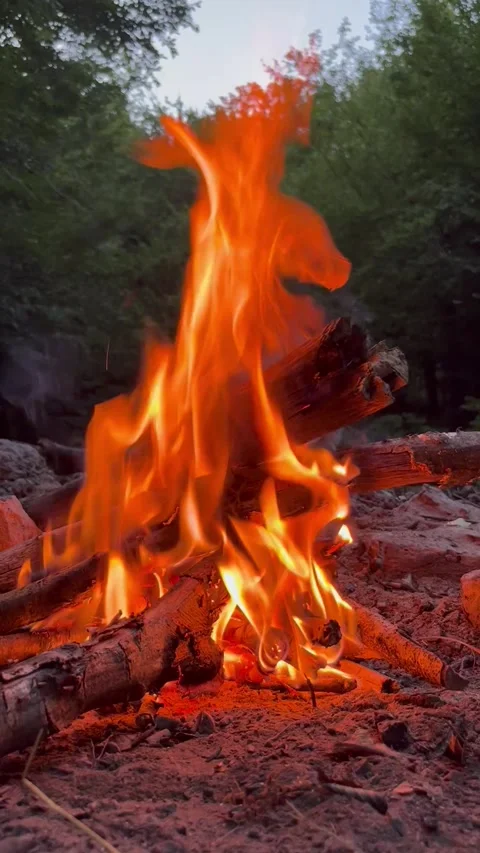 Bright Campfire Burning in a Forest Clearing Stock Footage 345023123