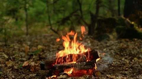 Bright Campfire Burning in Forest Wilderness Nature Loop Video stock 343607862