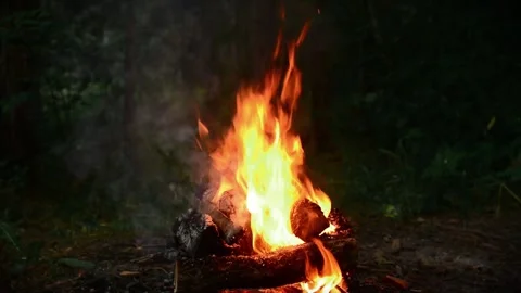 Bright Campfire Burning in Forest with Wood Crackling Sound Stock Footage 341980634