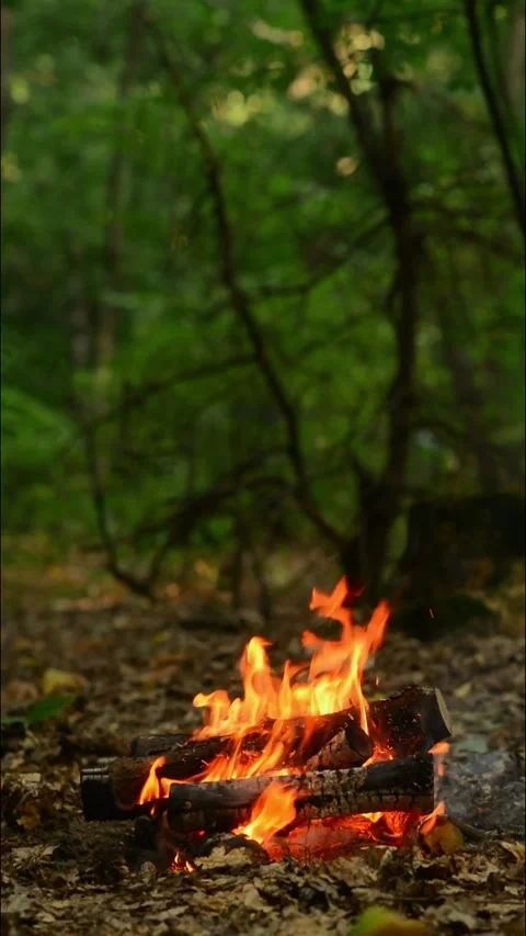Bright Campfire Burning Near Tree in Forest Wilderness Loop Stock Footage 343607944