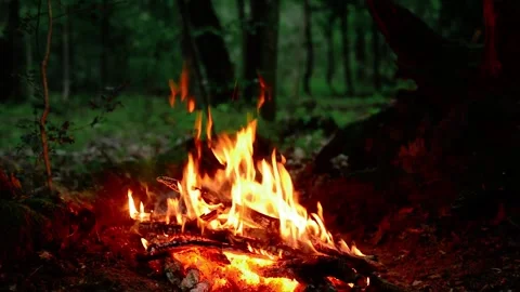 Bright Campfire Burning with Warm Flames in Green Forest Stock Footage 341980548