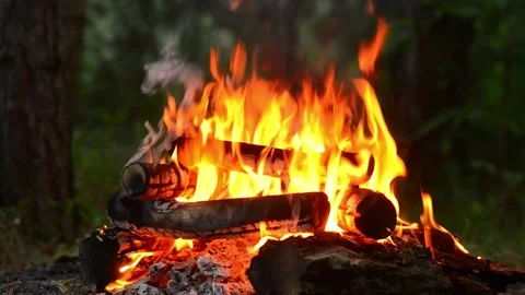 Bright Campfire Flames and Burning Wood in Forest Video stock 342120562