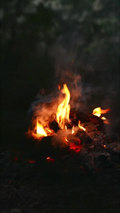Bright Campfire Flames and Burning Wood in Forest. Stock Footage 344746506