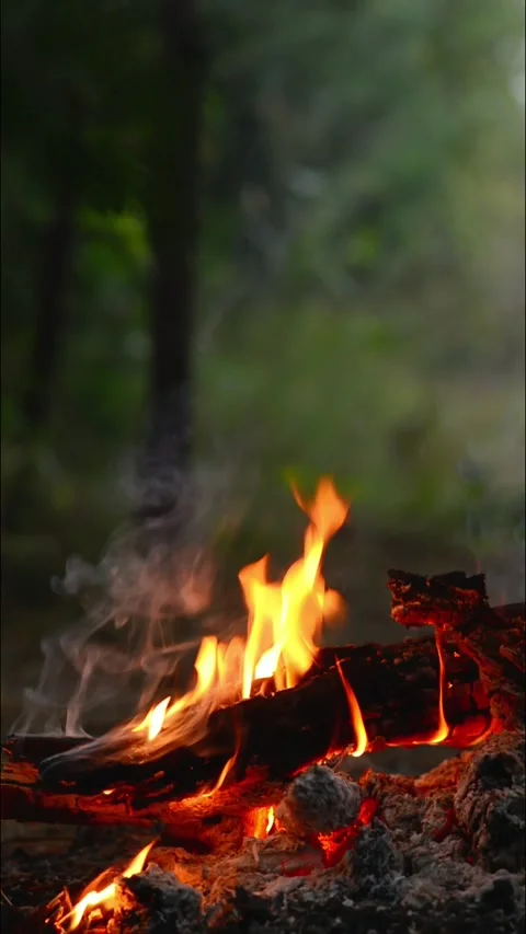 Bright Campfire Flames and Firewood Logs at Night Stock Footage 344746513