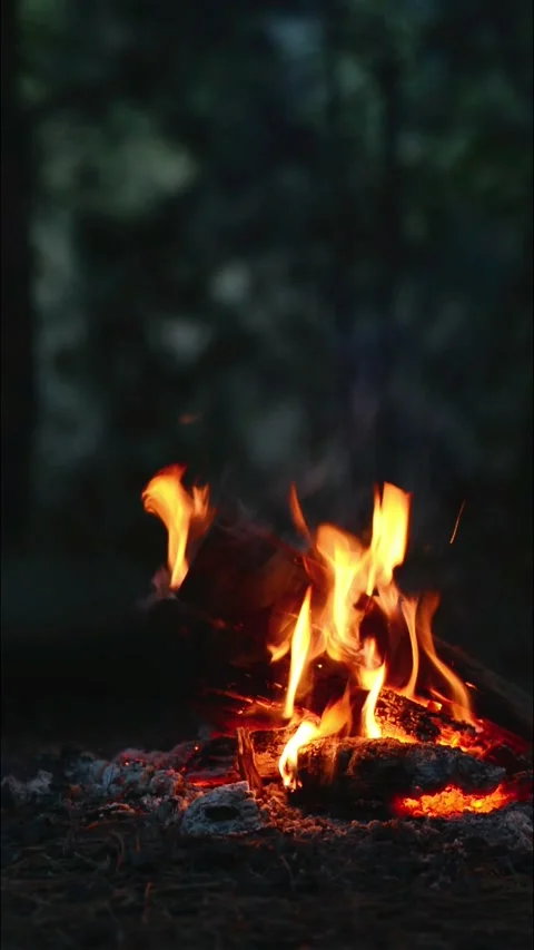 Bright Campfire Flames and Firewood Logs at Night Stock Footage 344746556