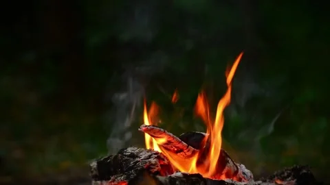 Bright Campfire Flames Burning with Smoke in Green Forest Stock Footage 341980405