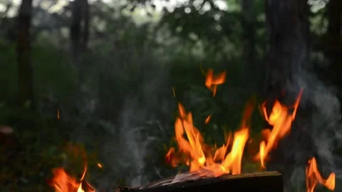 Bright Campfire Flames Burning with Smoke in the Forest Wilderness Stock Footage 341980596