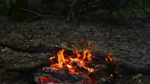 Bright Campfire Flames Burning in Woods Seamless Loop Vídeos de archivo 342898042