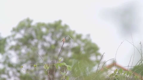 Bright-capped cisticola on the tree shoot Stock Footage 52904490