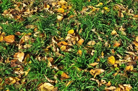 Bright carpet at the time of leaf fall. Stock Photos