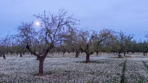 Bright celestial body among tree branches in rural sunset landscape Stock Photos