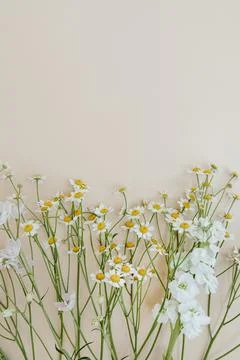 Bright chamomile daisy flowers pattern on beige background. Aesthetic summer  Stock Photos