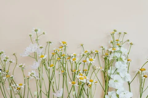 Bright chamomile daisy flowers pattern on beige background. Aesthetic summer  Stock Photos