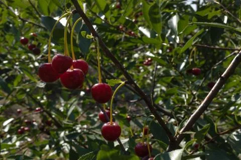 Bright cherry berries on a thin branch of a berry tree in a large city garden Stock Photos