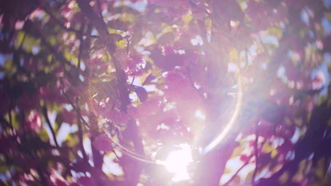 Bright cherry blossom branches sway gently in the soft spring breeze. Stock Footage 337136726