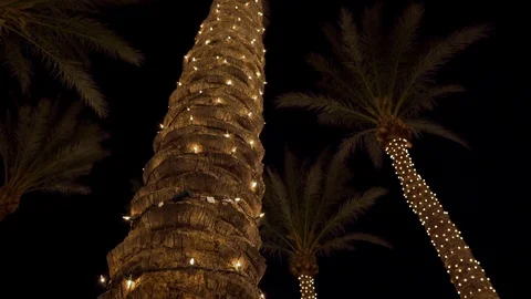 Bright Christmas Decorated Palms in String Lights at Night in Florida Stock Footage 121814407