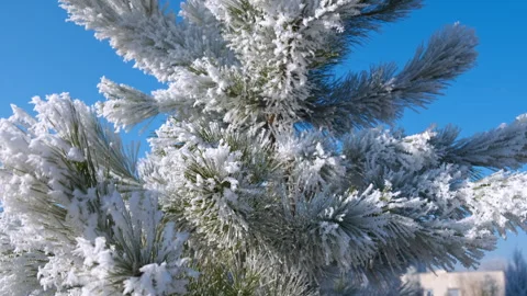 Bright cityscape with frozen pine tree. Stock Footage 279101969