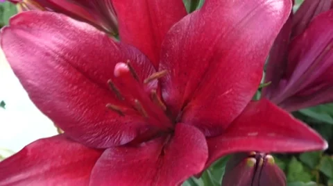 Bright claret lilies Video stock 54091499