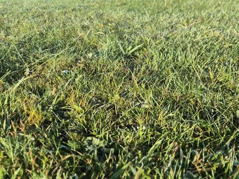 Bright close up view of lush green grass forming a natural textured backgro.. Фото