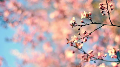 Bright closeup nature view of blooming pink cherry branch against blue sky Vidéo 60096682