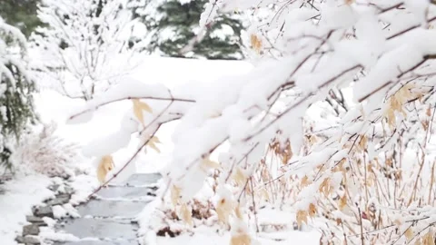 Bright closeup of snowy branches Stock Footage 134585604