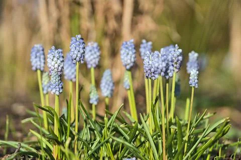Bright closeup view of spring tiny light blue muscari (Grape hyacinth) flowers Stock Photos