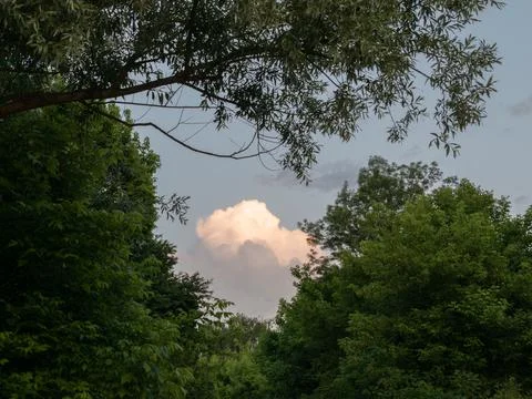 Bright cloud framed with tree branch and canopy Stock Photos