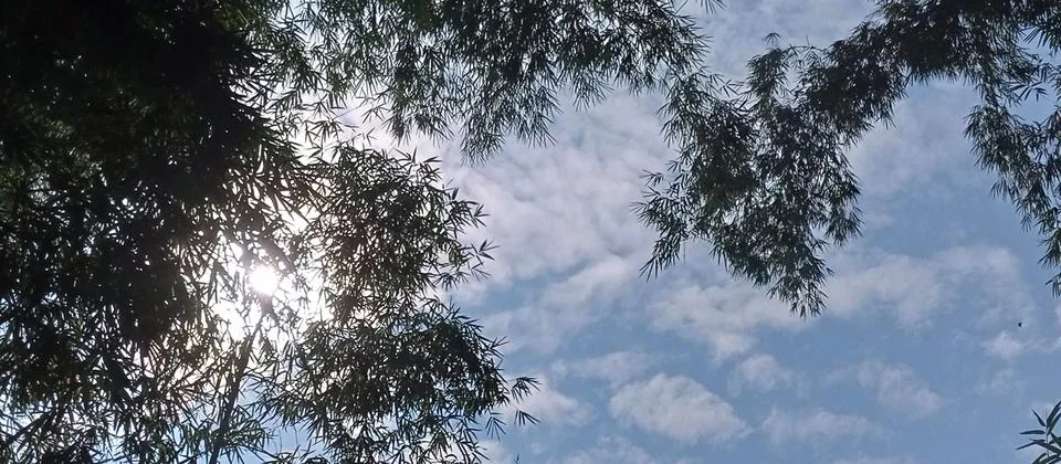 Bright Clouds Between Bamboo Trees Stock Photos