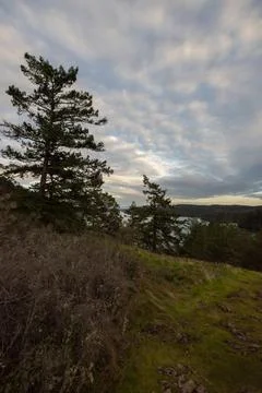 Bright clouds over forest and ocean inlet Foto stock