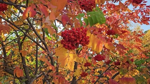 Bright clusters of red rowan berries among vibrant autumn leaves Stock Footage 306237092