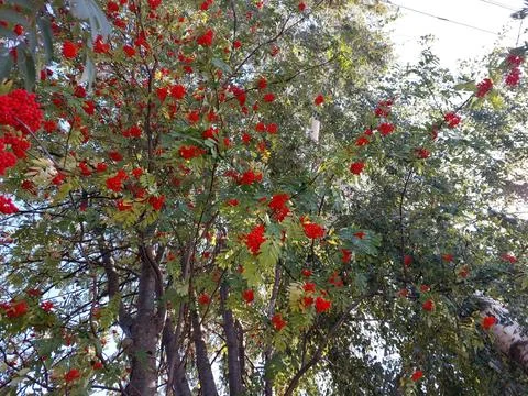 Bright Clusters of Red Rowan Berries Adorn the Branches of a Healthy Tree i.. Stock Photos