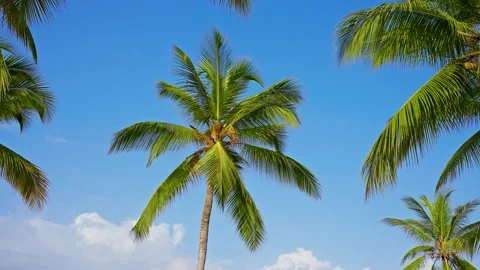 Bright coconut palm tree against blue sky on tropical coast. Summer tree. Stock Footage 341430333