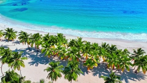 Bright coconut palms with long green leaves on the white sand of a beach. Stock Footage 306916747
