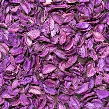 Bright colored background of large dried lavender flowers Stock Photos