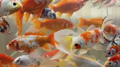Bright colored carp fish in the aquarium Stock Footage 144544679