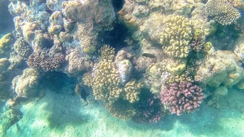 Bright colored coral reef in the Red Sea in Hurghada, Egypt, sunlight, wave.. Stock Photos