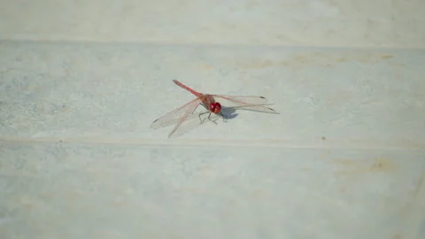 Bright-colored dragonfly with lowered wings sits on a sunlit concrete surface. Video stock 306723391